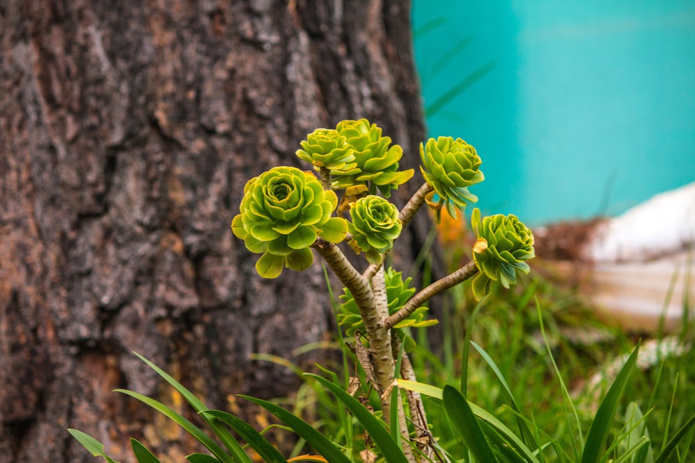 green flower buds on brown tree trunk