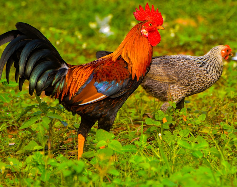 red black and gray rooster on green grass during daytime