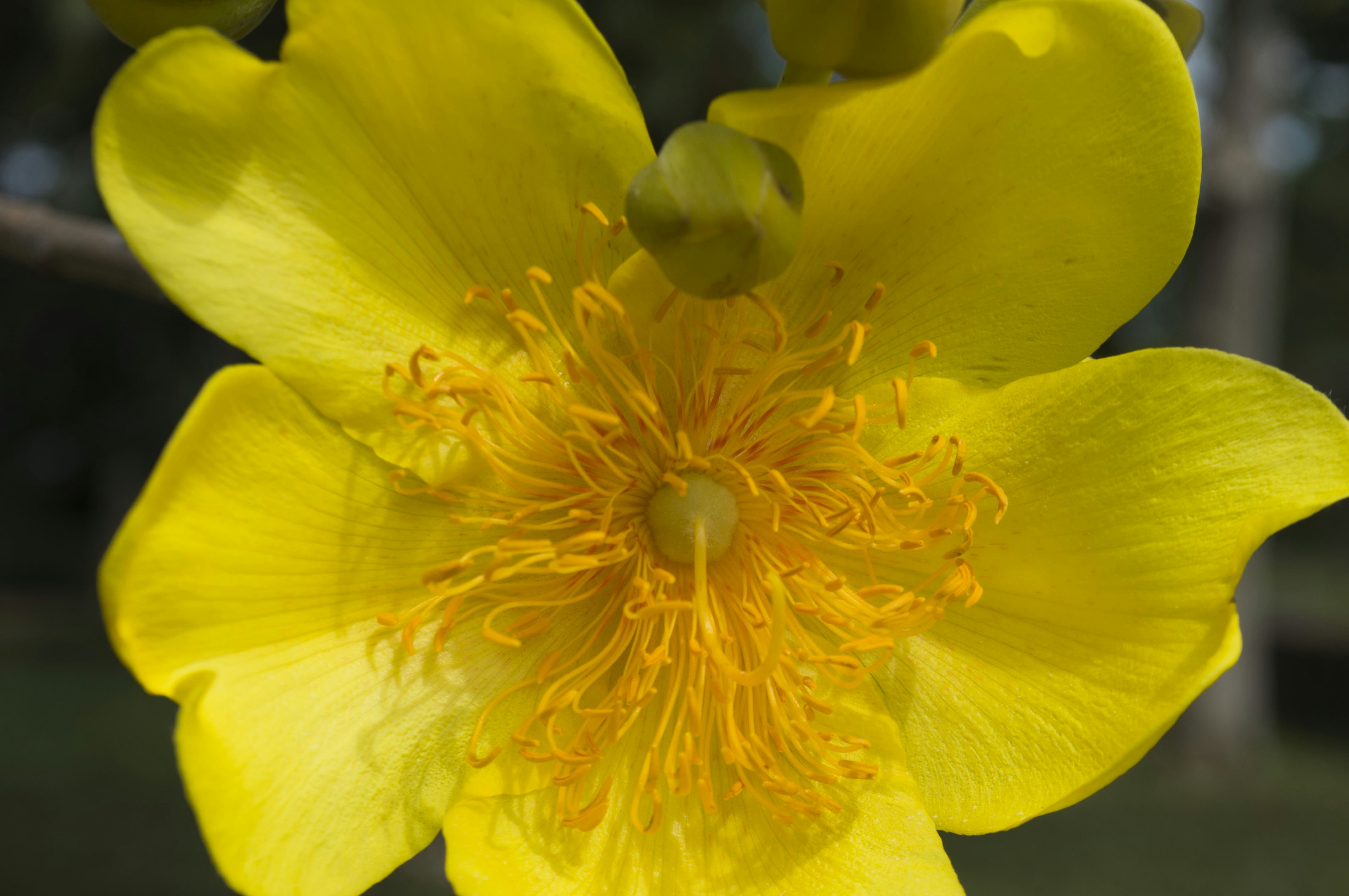 Photo by lycanthropeib