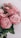 pink roses in close up photography