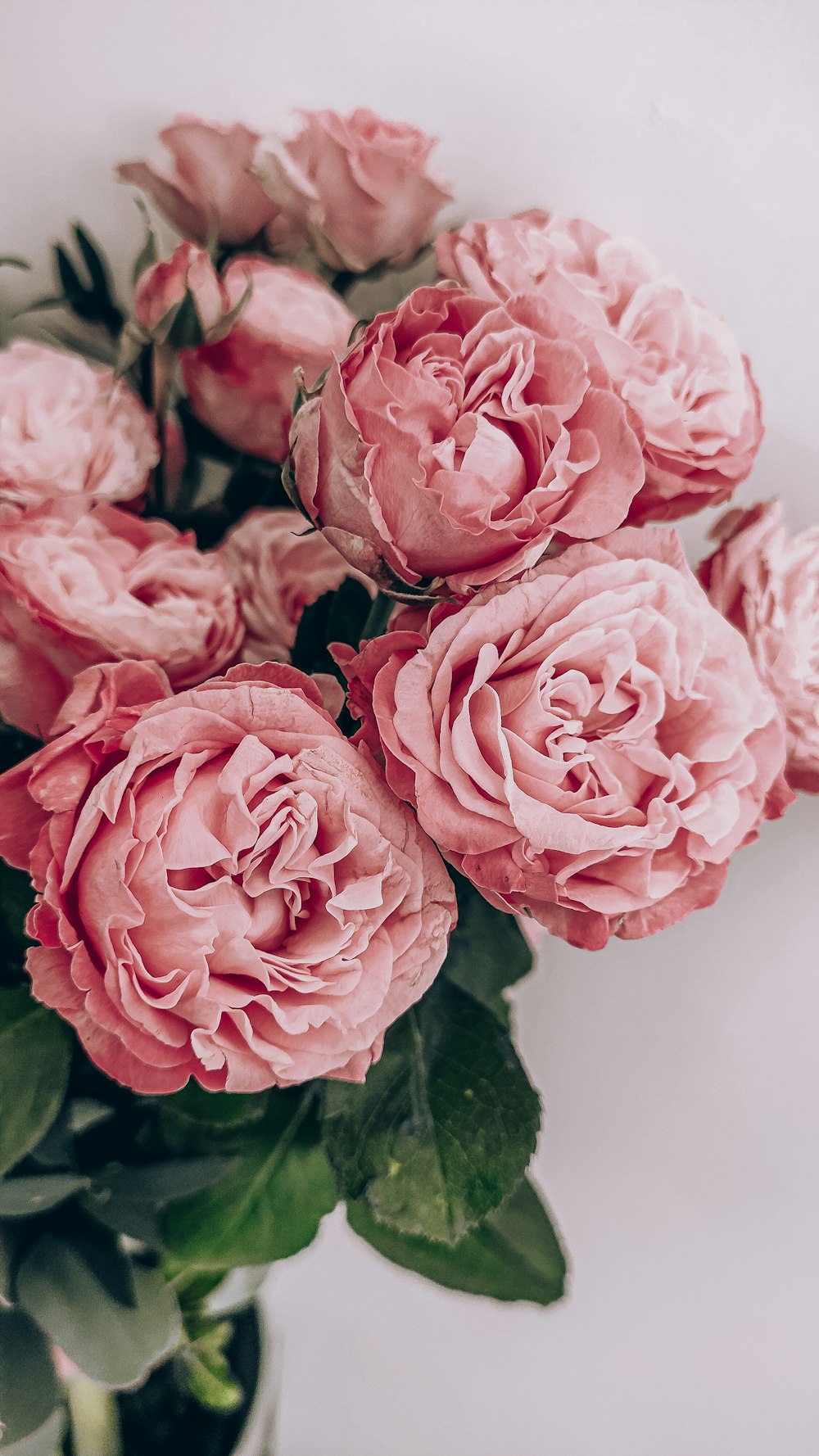 pink roses in close up photography