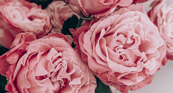 pink roses in close up photography