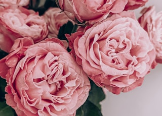 pink roses in close up photography