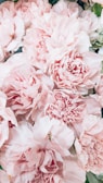 pink flower in macro lens