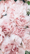 pink flower in macro lens