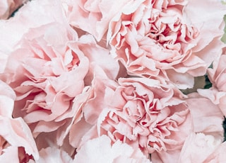 pink flower in macro lens