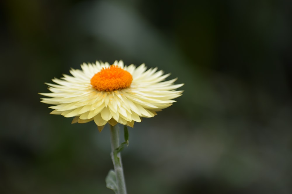 white and yellow flower in tilt shift lens