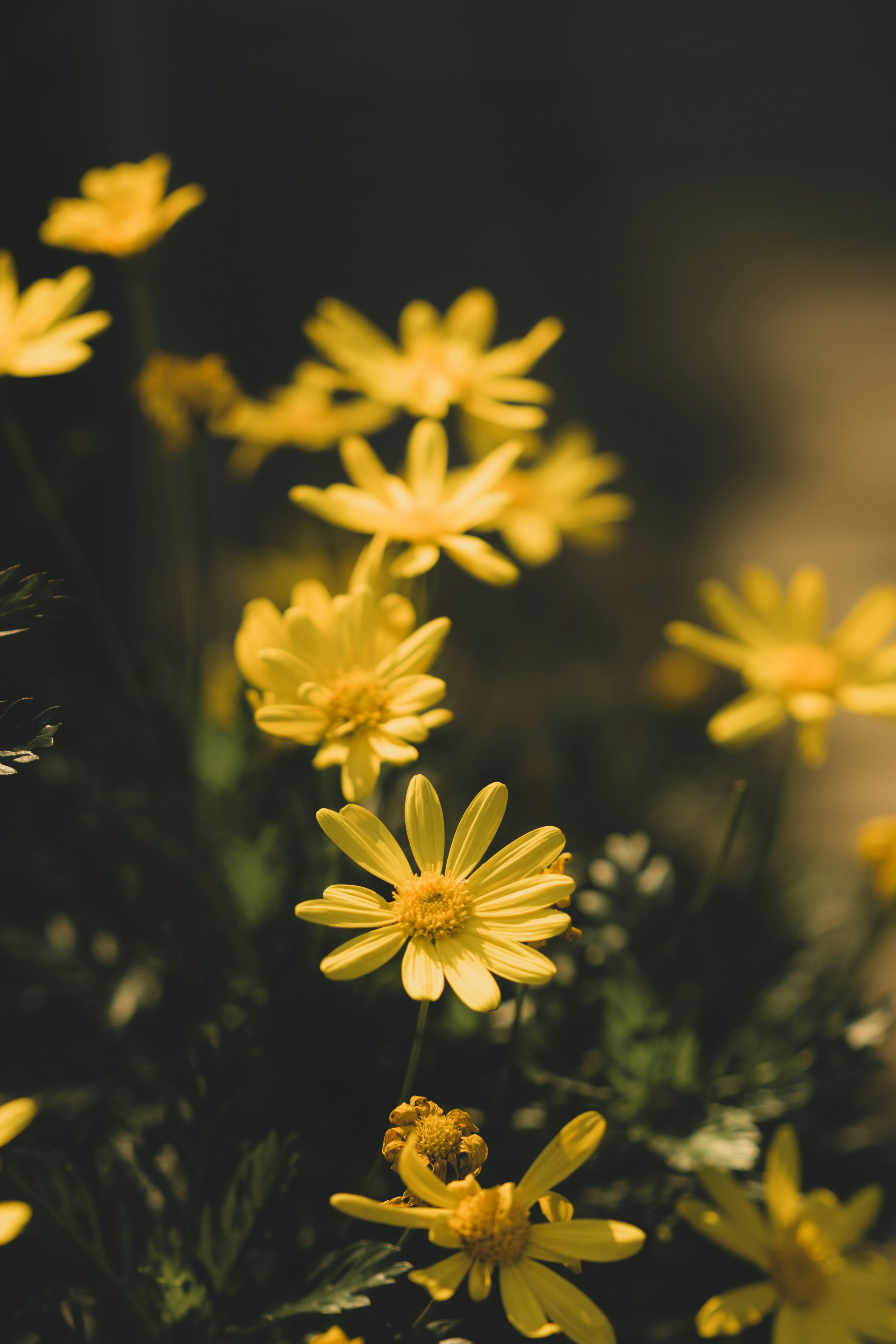 黄色い花びらの花のセレクティブ フォーカス写真の写真 Unsplashで見つける黄色の無料写真
