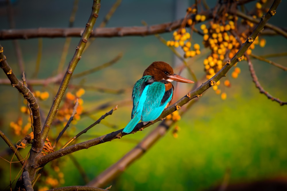 blue and green bird on tree branch during daytime