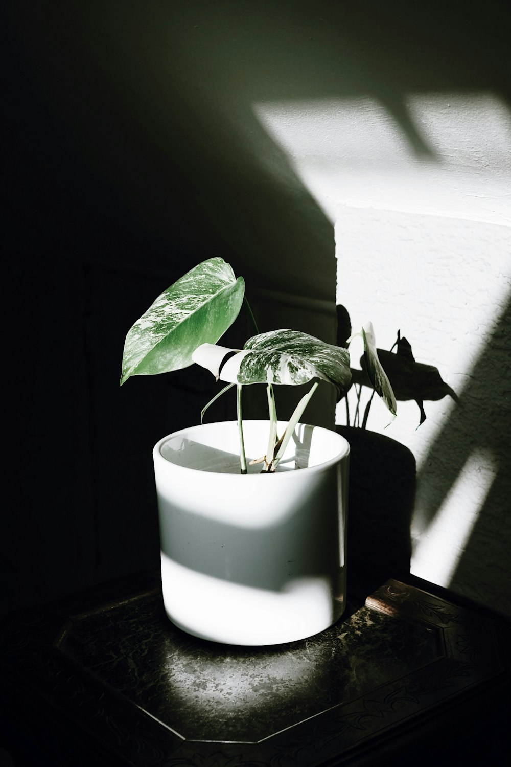 plante verte sur pot en céramique blanche