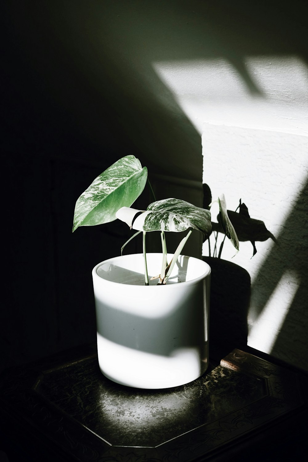 Planta verde en maceta de cerámica blanca