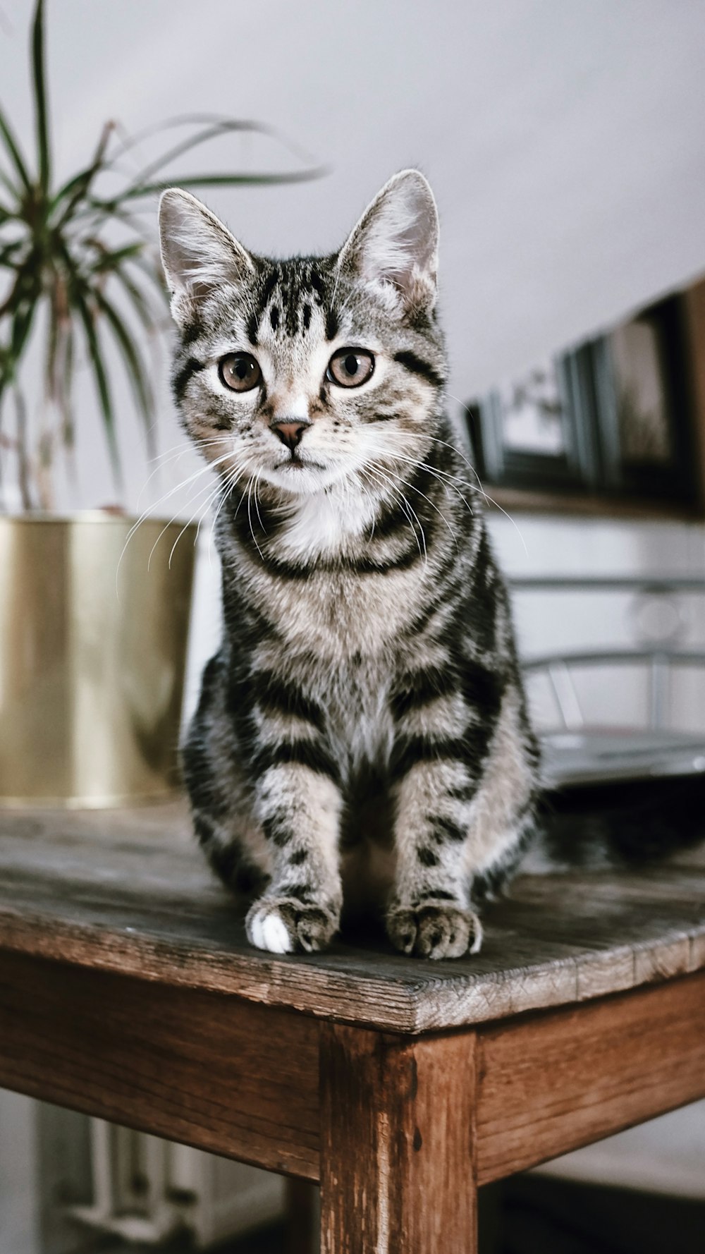 silver tabby cat on brown wooden table