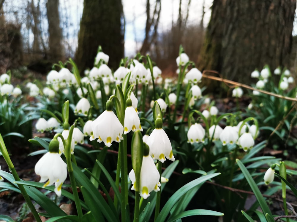 white flowers on green grass during daytime