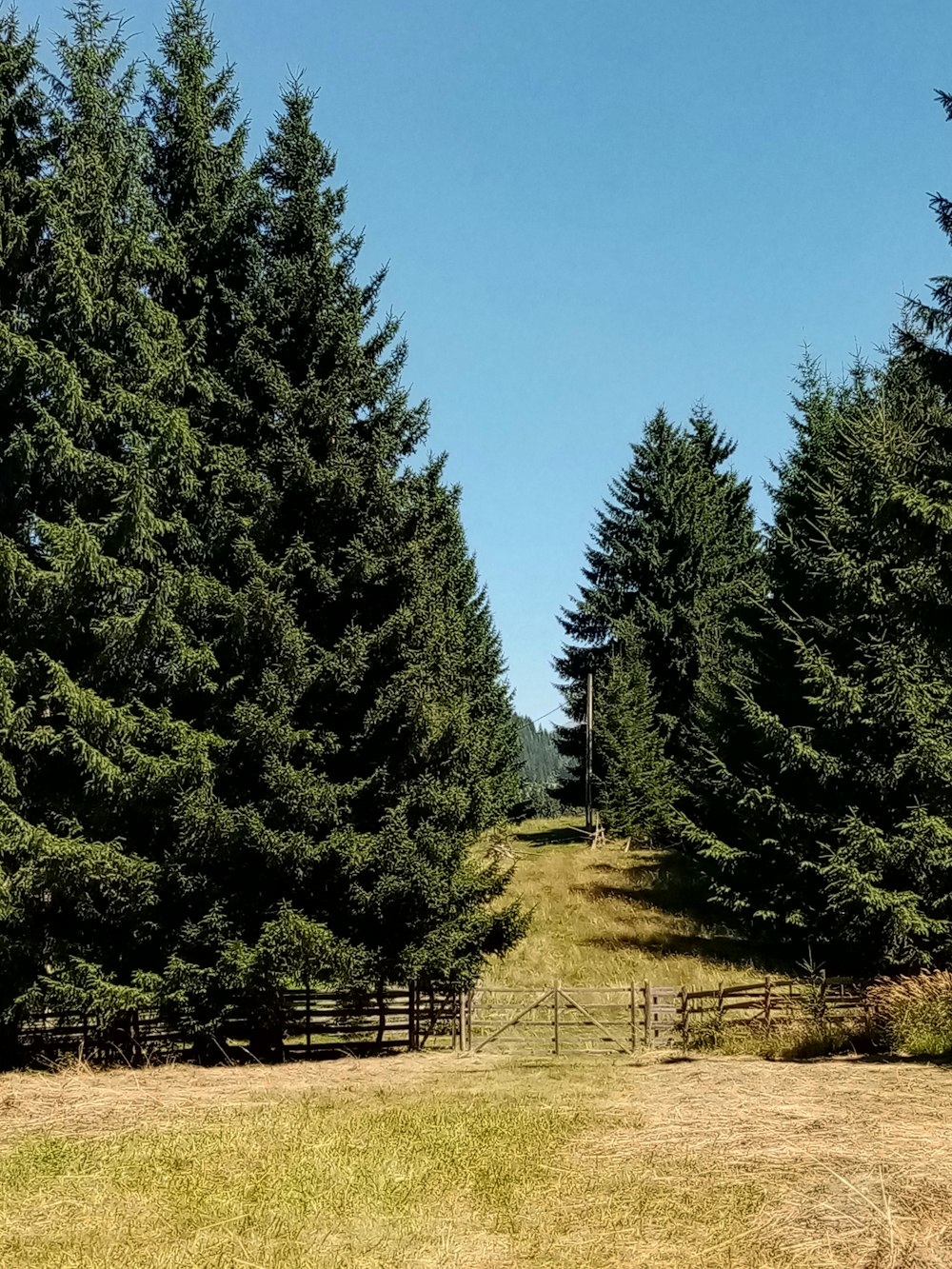 green pine trees under blue sky during daytime