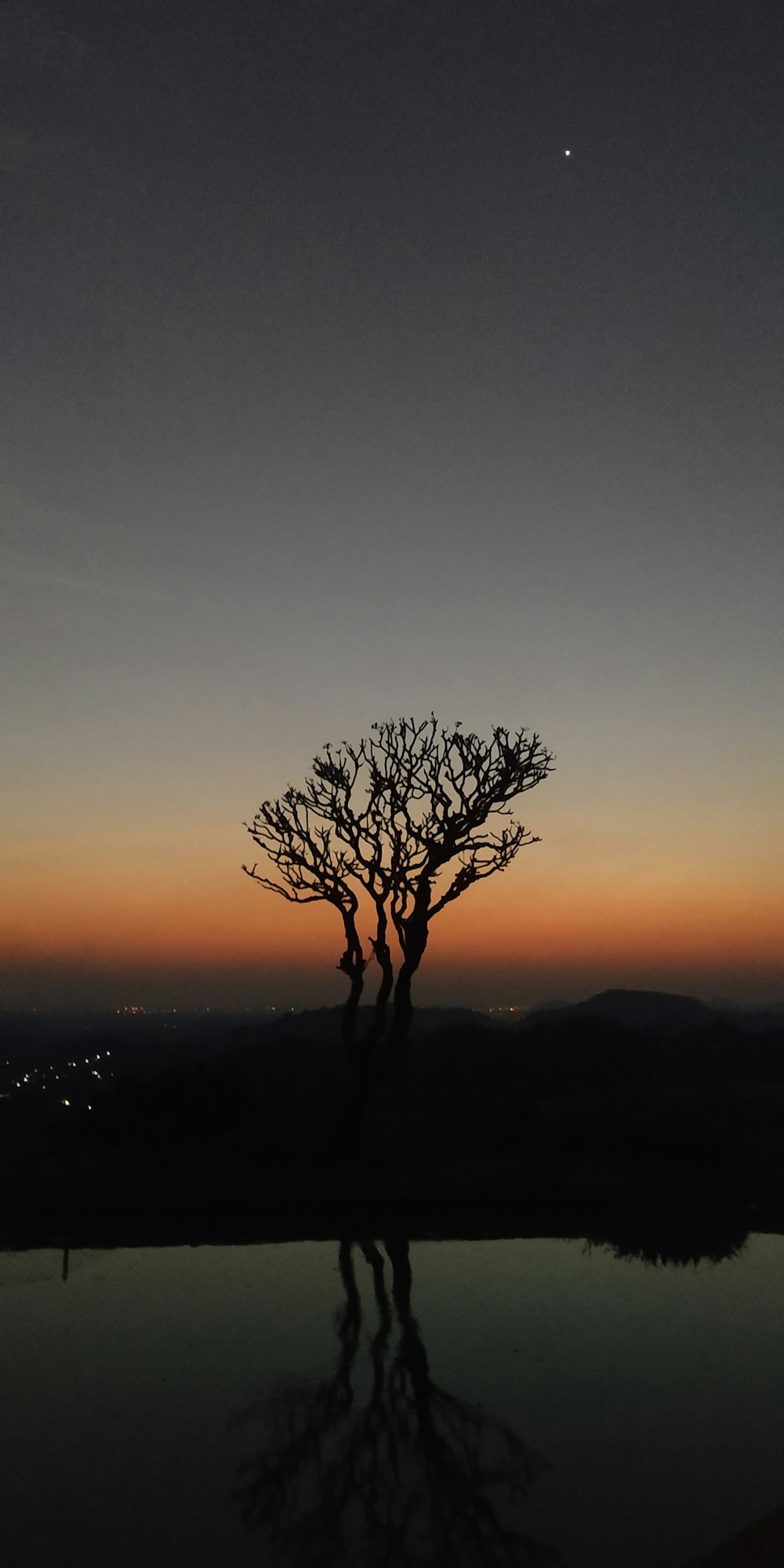 leafless tree on top of mountain during sunset