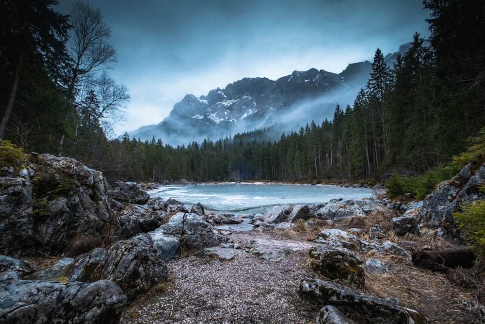 green pine trees near snow covered mountain during daytime