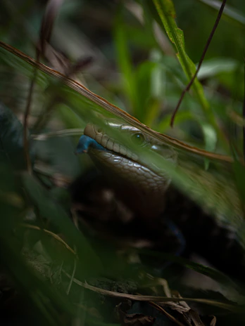 A vibrant blue-tongue lizard peeking out from under a cluster of sun-dappled rocks.