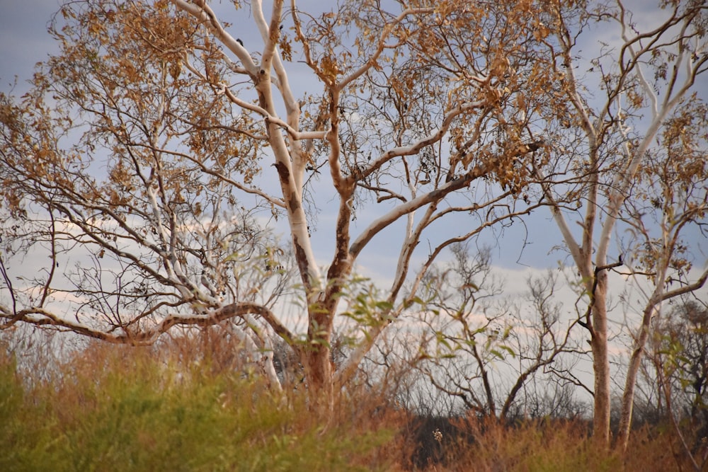 brown leafless tree on green grass field during daytime