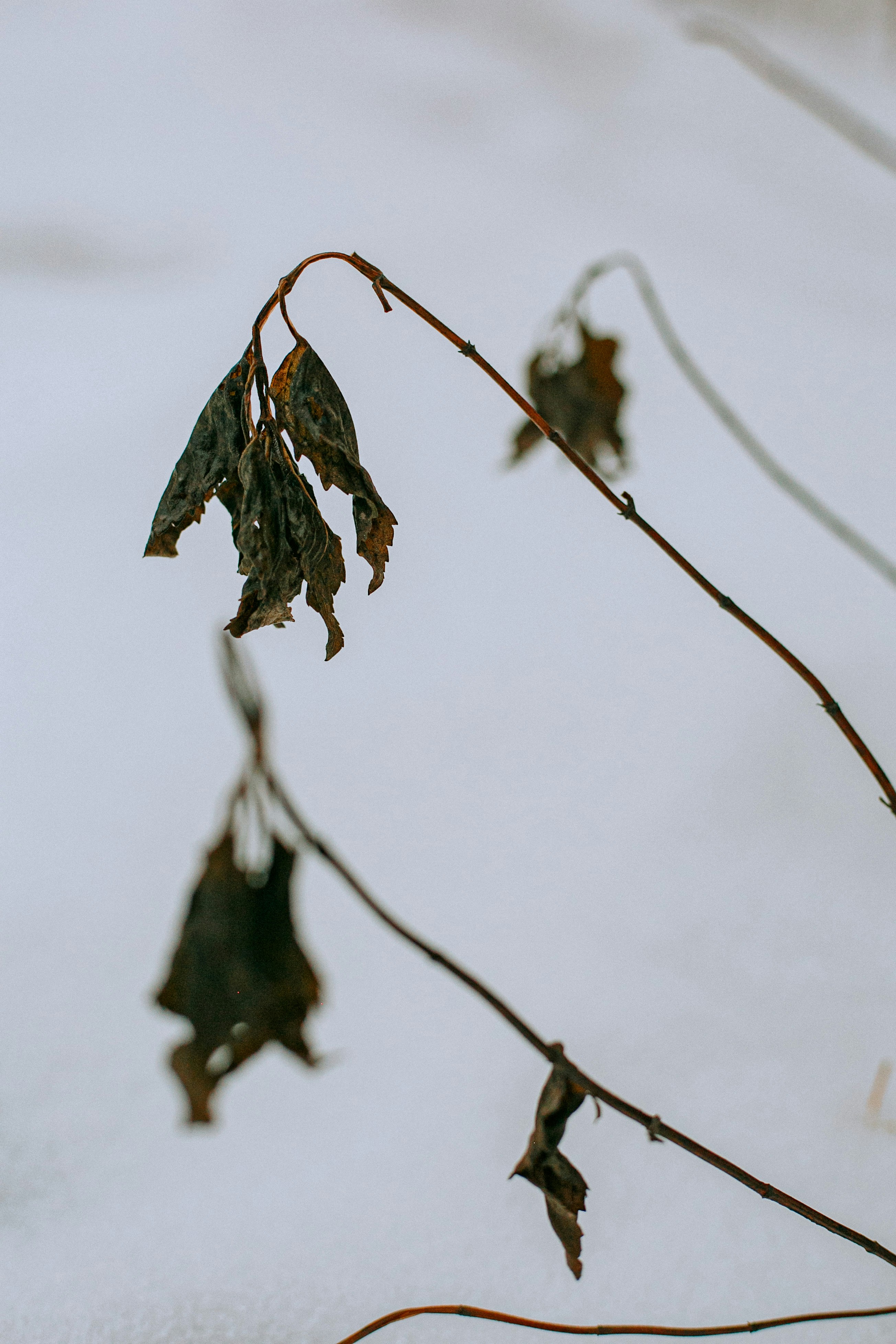 Photo by iziumlab