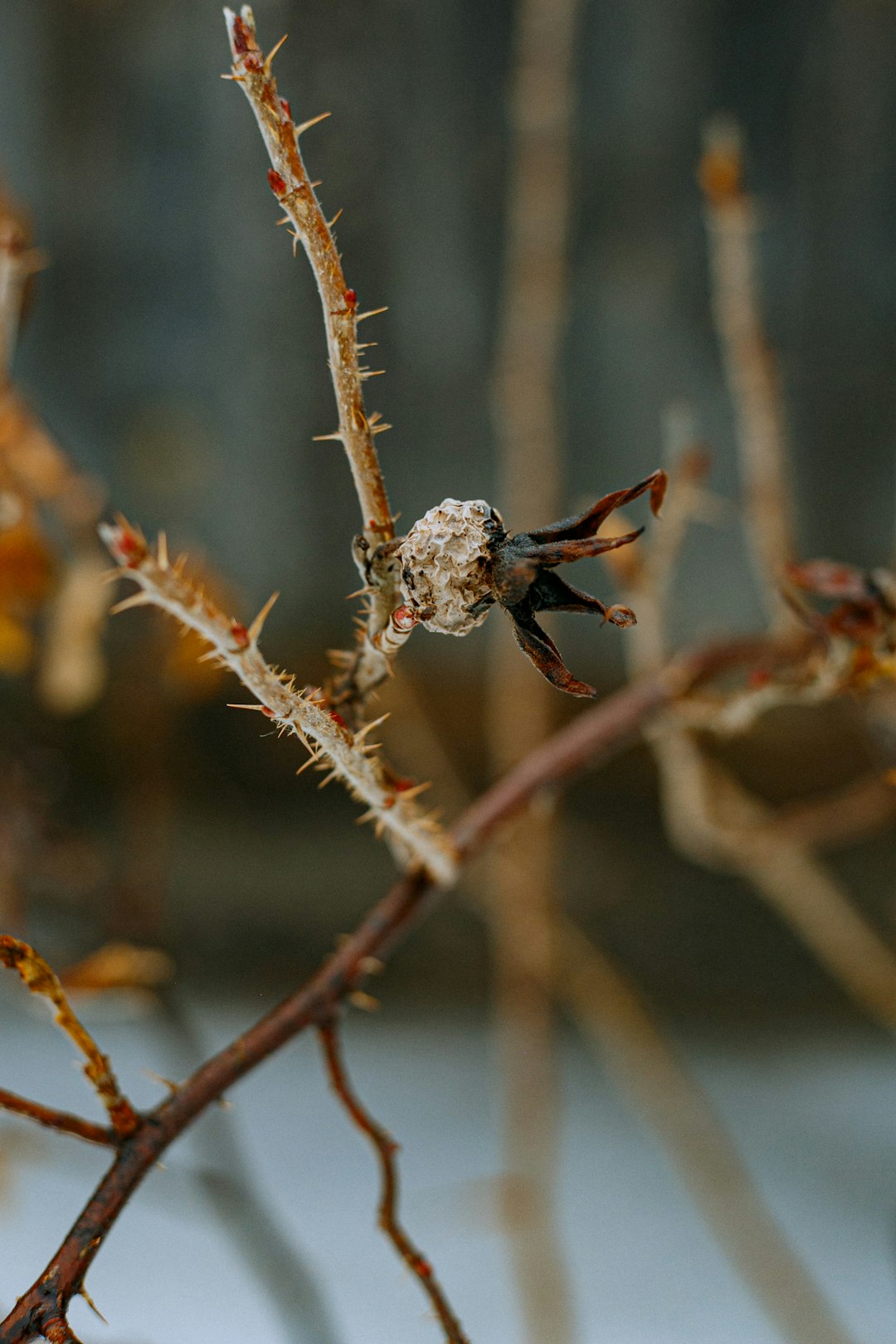 brown plant in tilt shift lens