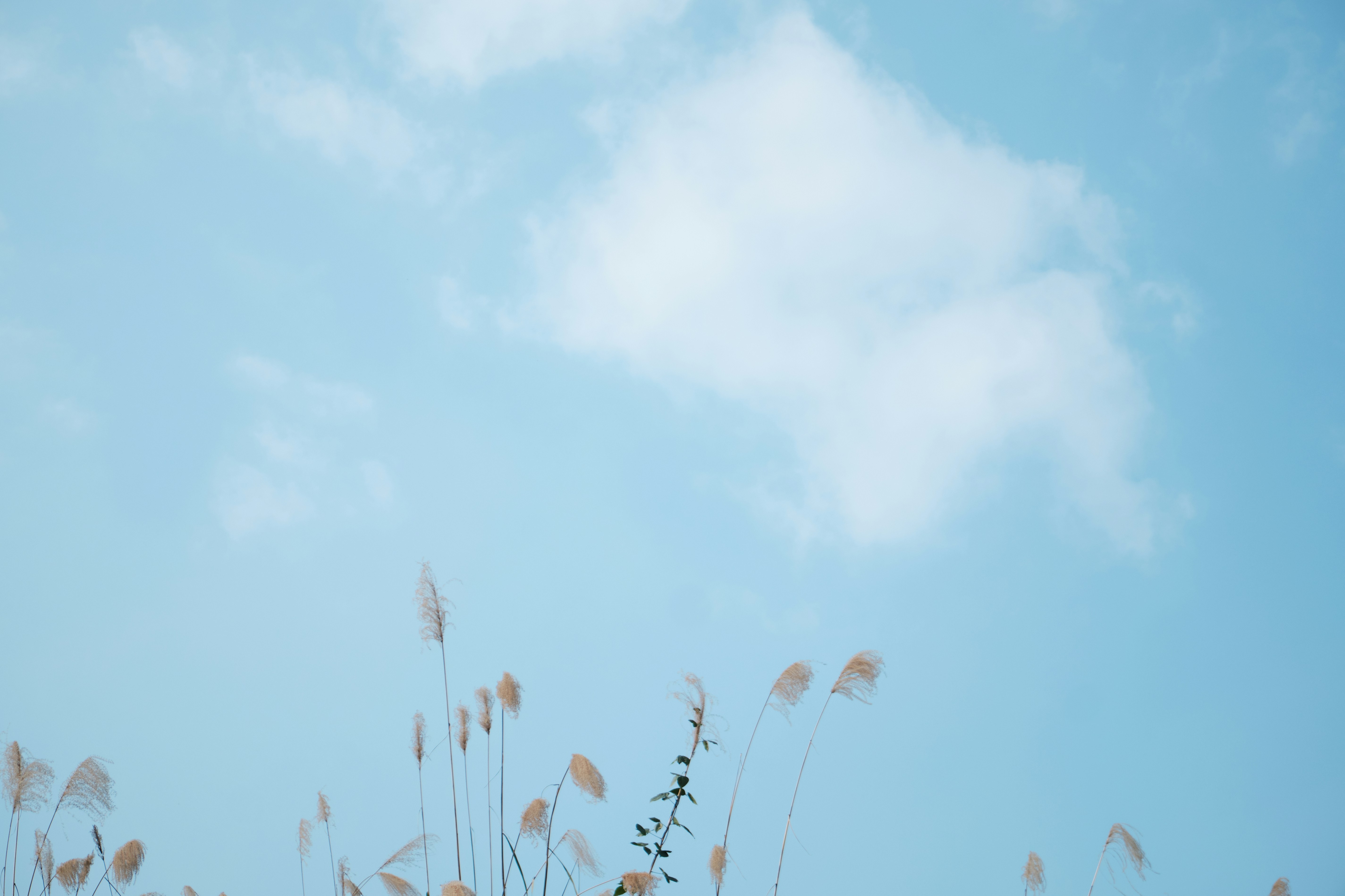 Photo by macrojr