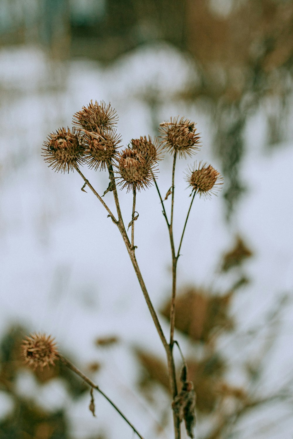 purple flowers in tilt shift lens