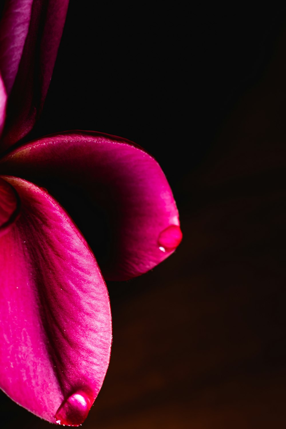 red flower in black background