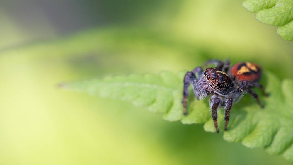 black spider on green leaf