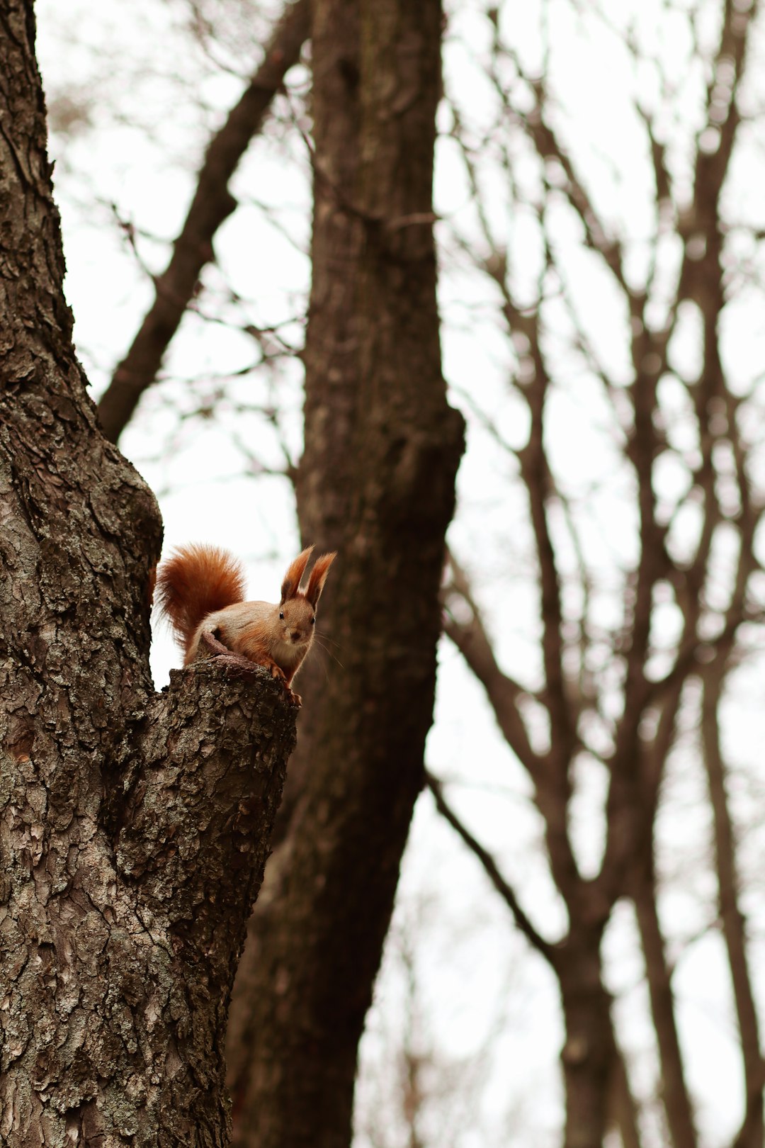 brown squirrel on brown tree