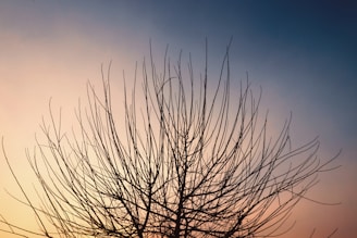 Bare branches of a tree stretch out against a backdrop featuring a smooth gradient sky transitioning from warm orange hues to deep blue. The intricate pattern of the branches creates an almost symmetrical silhouette.