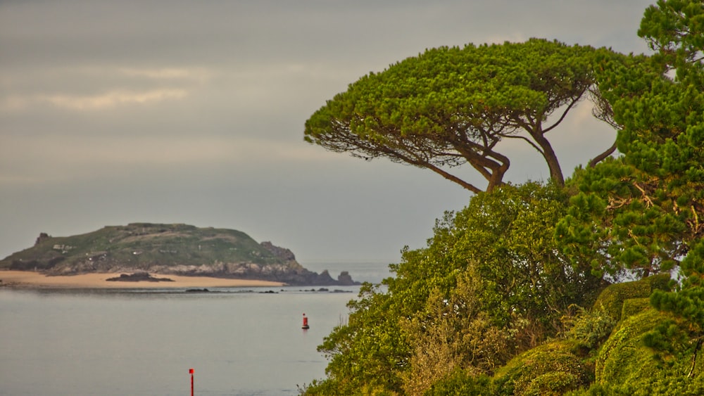 green tree near body of water during daytime