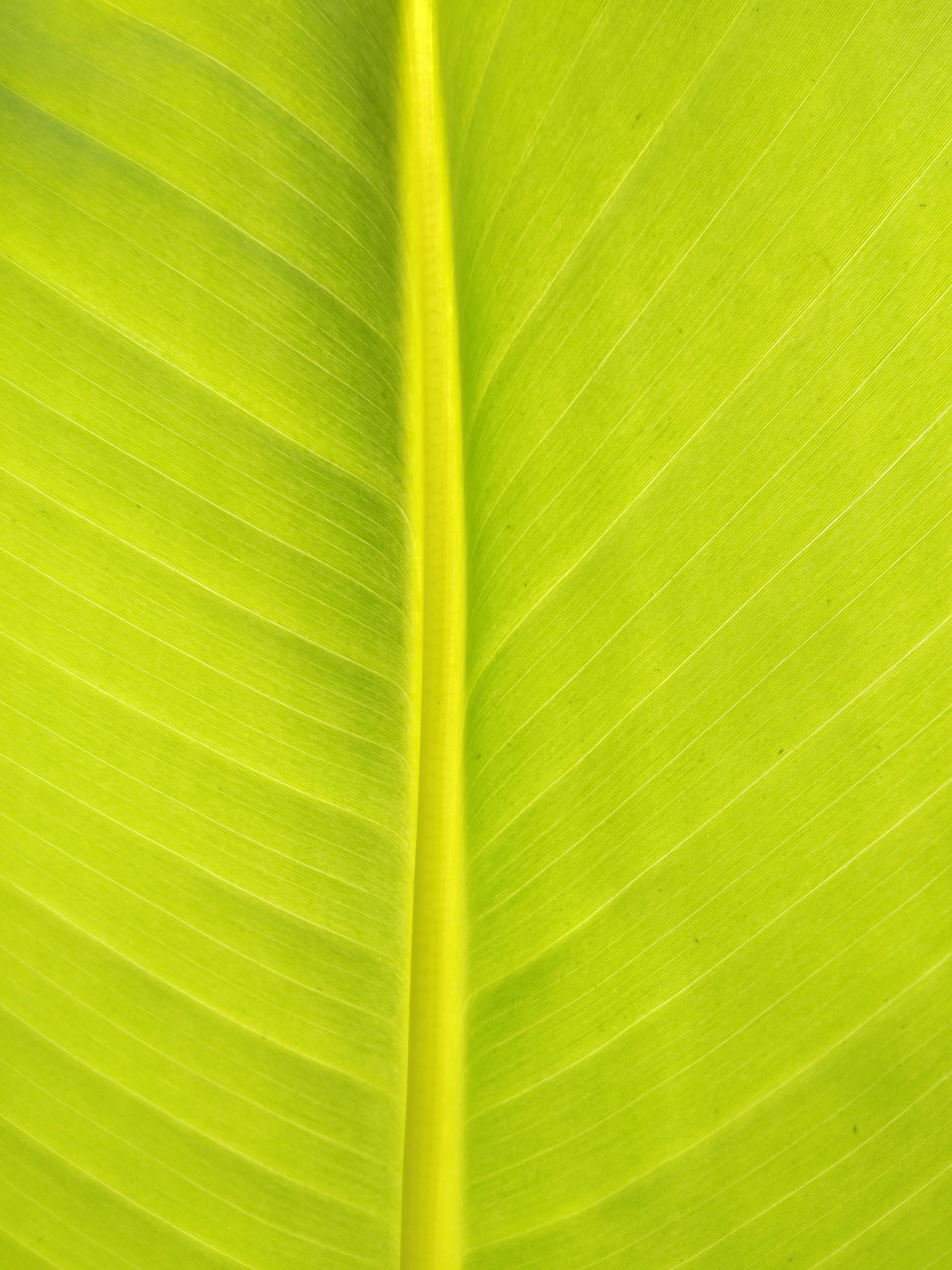 green leaf in close up photography