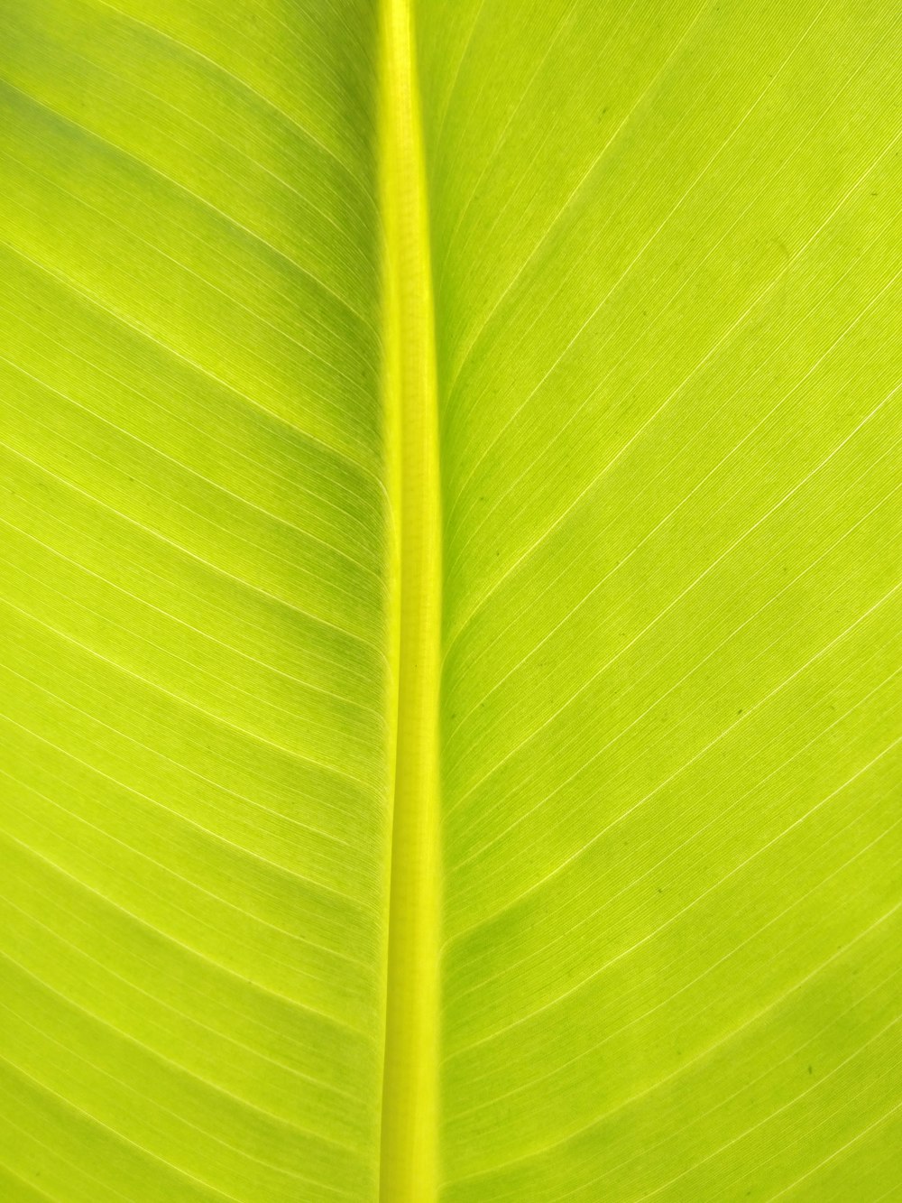 green leaf in close up photography