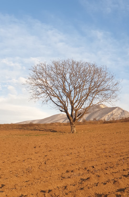 leafless tree on brown field during daytime in Gonbad Kavus Iran