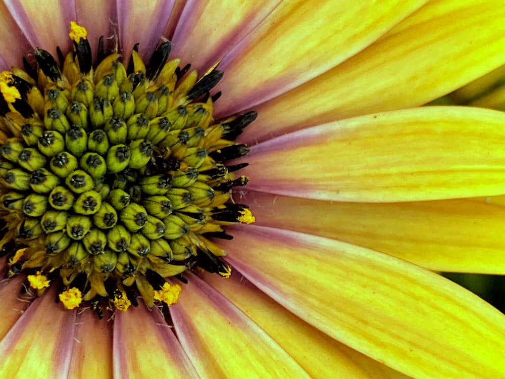 Gelbe und rosa Blume in der Makrofotografie