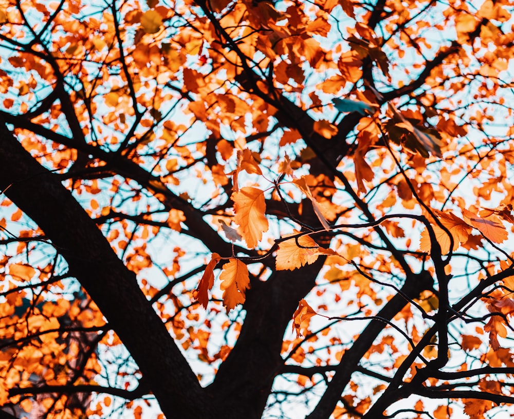 Uccello marrone e bianco sul ramo marrone dell'albero durante il giorno