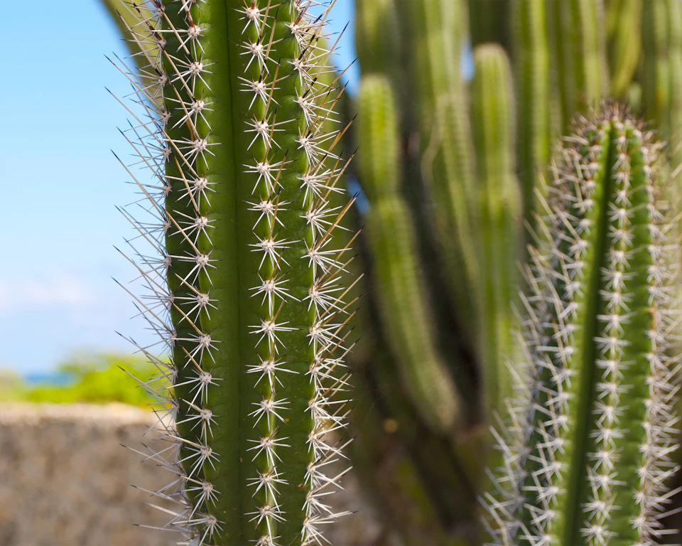 The image shows two cacti standing side by side against a clear blue sky with fluffy white clouds. The cactus on the left is slightly taller than its companion, and both are covered in spines that add texture to their appearance. The cactus's green color contrasts beautifully with the blue of the sky, making them stand out prominently in the frame.