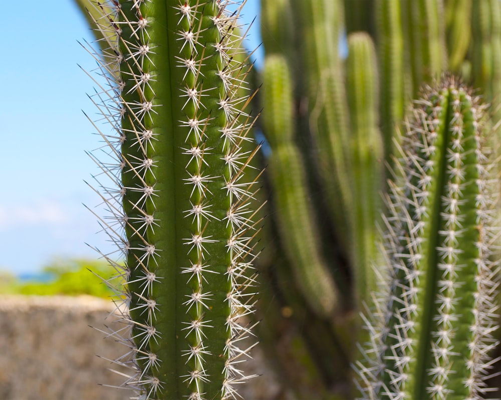 green cactus plant during daytime