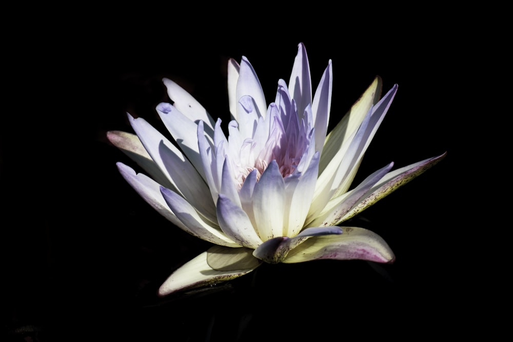 white and pink lotus flower in bloom