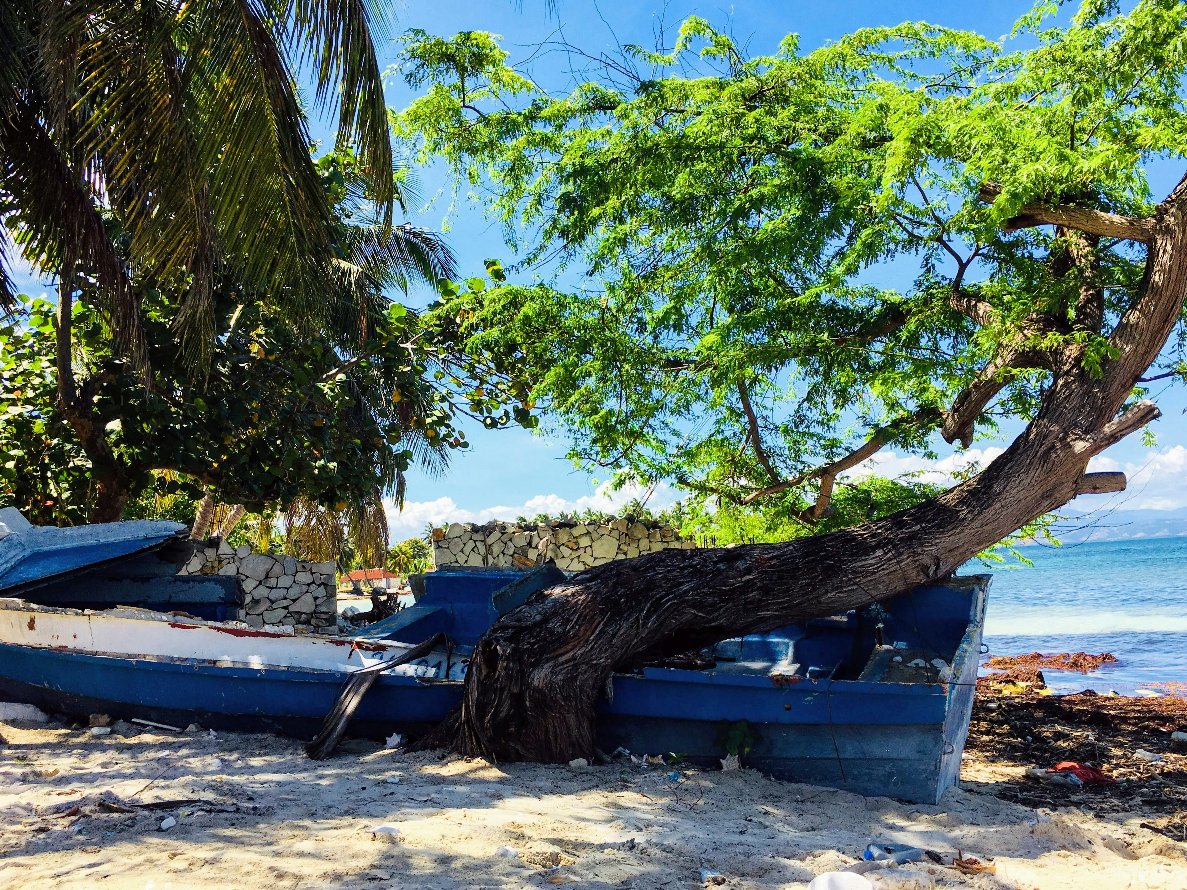 A tree grew around this shipwrecked rowboat on the island of Ile a Vache, Haiti.