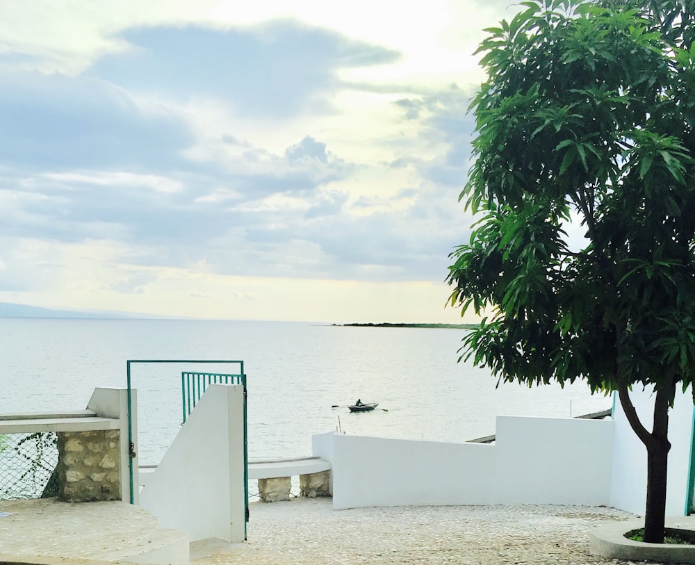 green palm tree near body of water during daytime