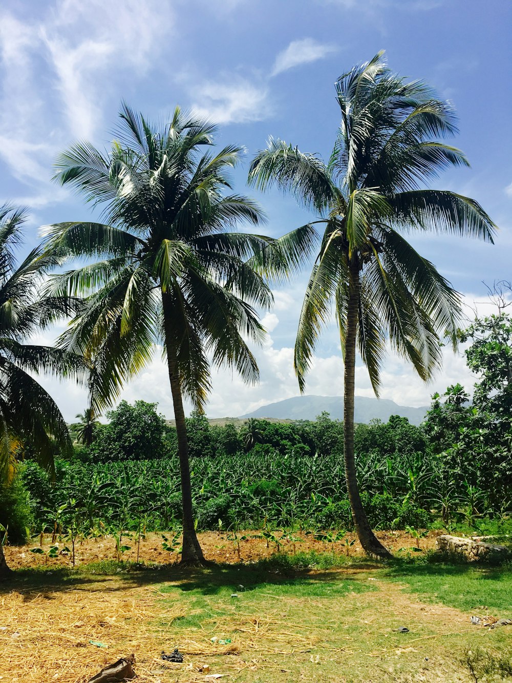 green coconut trees on green grass field under blue sky during daytime