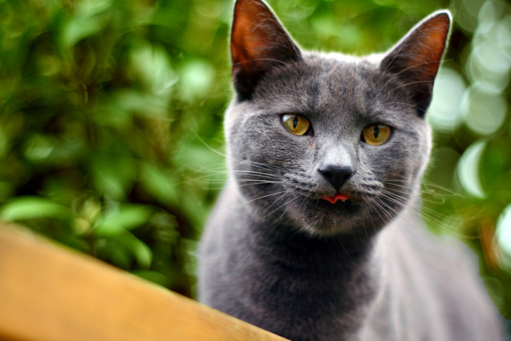 russian blue cat on brown wooden fence