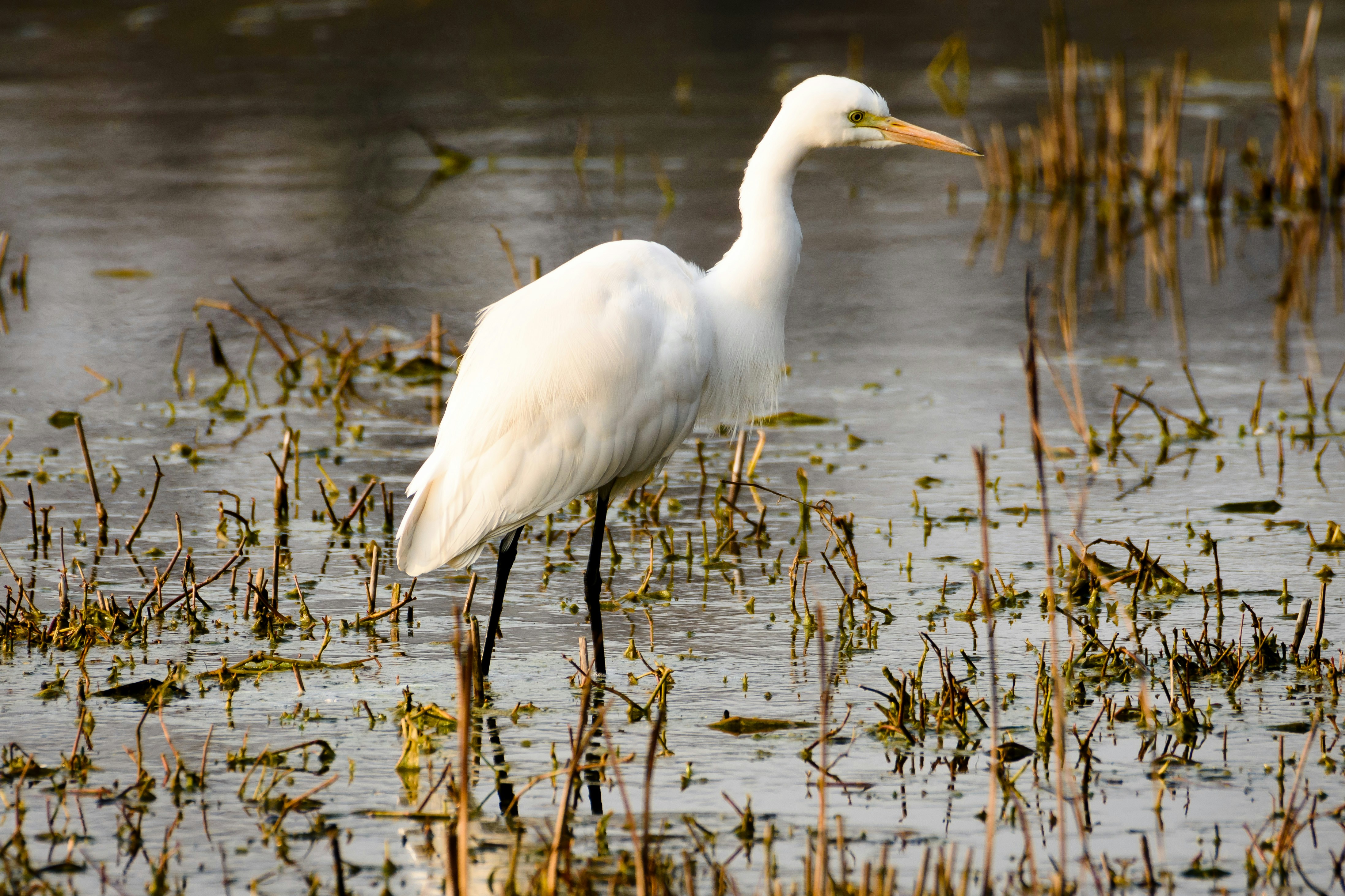 白い鳥 長い赤いくちばしを持つ大きな白い鳥の写真 – Unsplashの鳥の無料画像