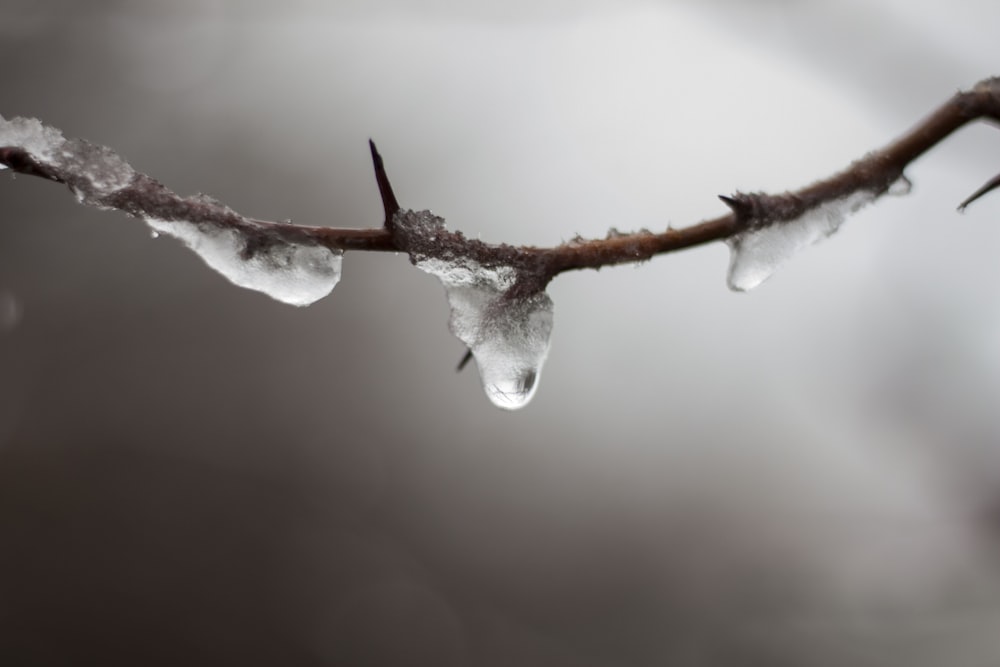 white snow on brown stem