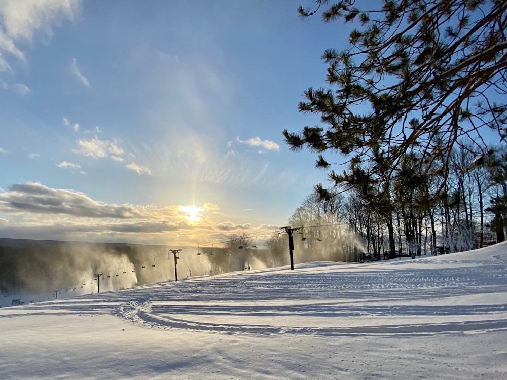 trees on snow covered field during daytime