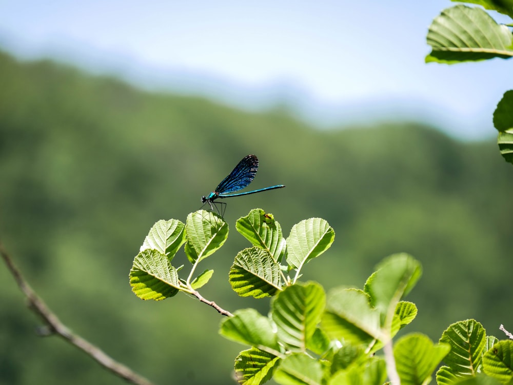 blue and black butterfly on green leaf during daytime