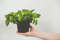 Close-up of hands holding vibrant, fresh herbs from a garden.