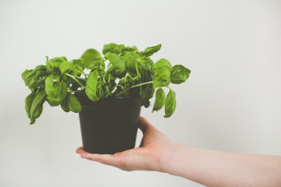 Hands holding a bunch of fresh herbs over a kitchen counter with natural light.