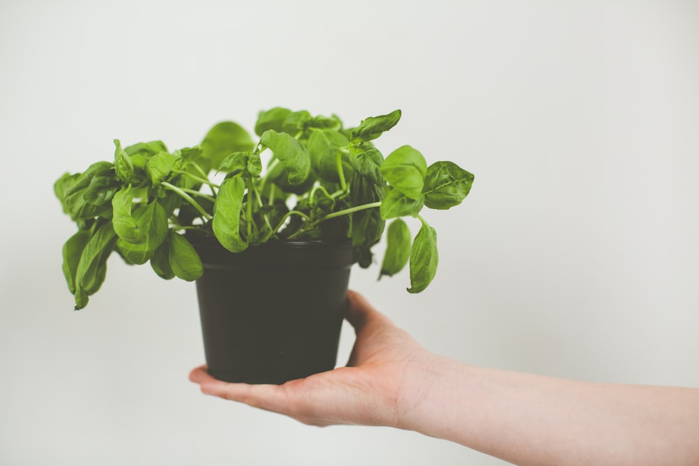 green plant on black pot